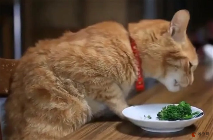 猫补充维生素吃什么 吃人吃的维生素行吗 猫补充维生素吃什么 吃人吃的维生素行吗