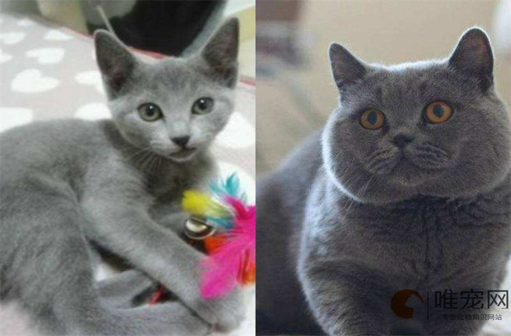 猫咪秃了一块但是皮肤干净什么原因 如何缓解 猫咪秃了一块但是皮肤干净什么原因 如何缓解
