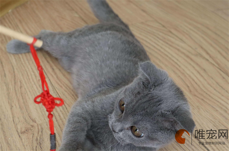 去掉猫身上的跳蚤小妙招 有哪些方法 去掉猫身上的跳蚤小妙招 有哪些方法