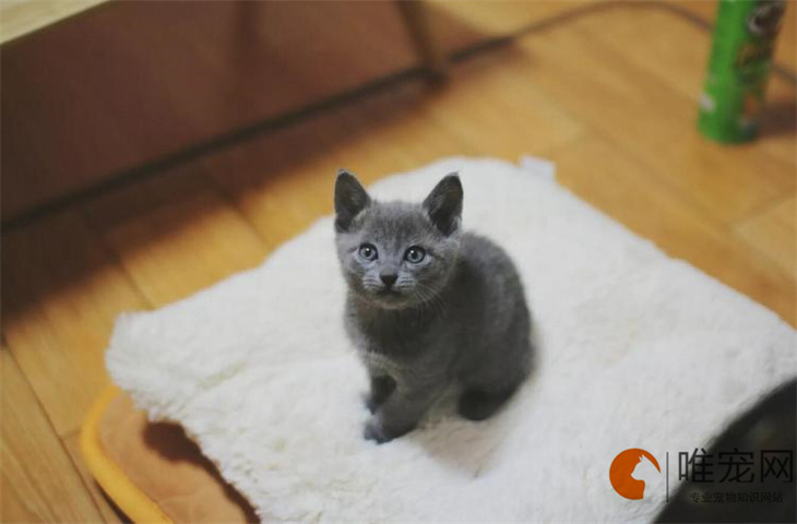 十大放心猫粮国产排行榜 哪种性价比高 十大放心猫粮国产排行榜 哪种性价比高