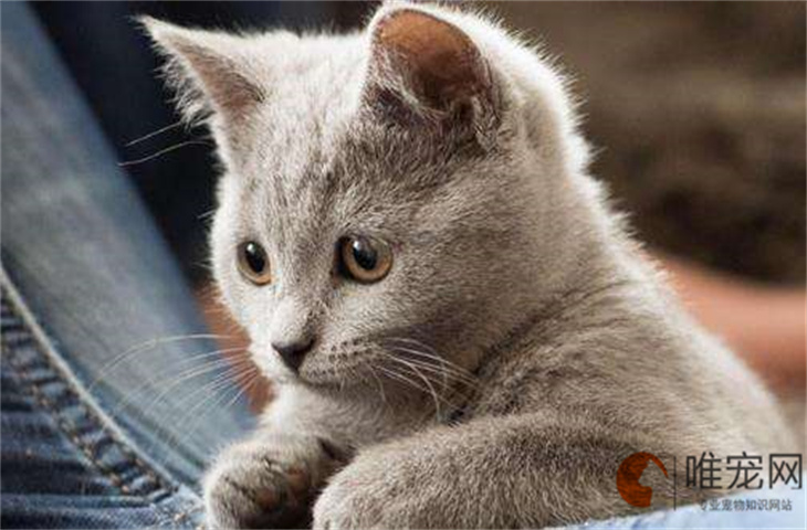 猫掉毛的季节 如何缓解 猫掉毛的季节 如何缓解