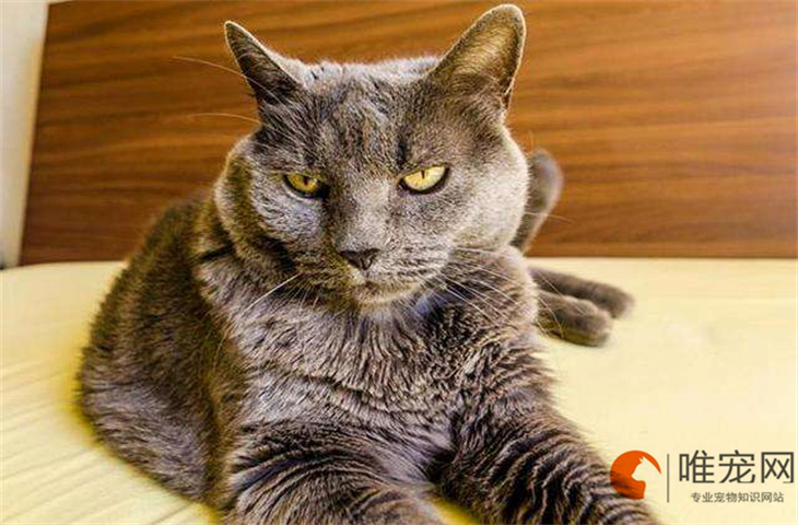 为什么一屋不养二猫 有哪些说法 为什么一屋不养二猫 有哪些说法