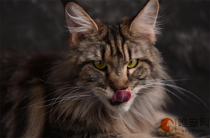 三花猫进家门预示着什么 有哪些含义 三花猫进家门预示着什么 有哪些含义