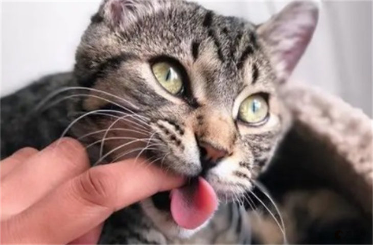 小猫喜欢咬东西正常吗 是什么原因