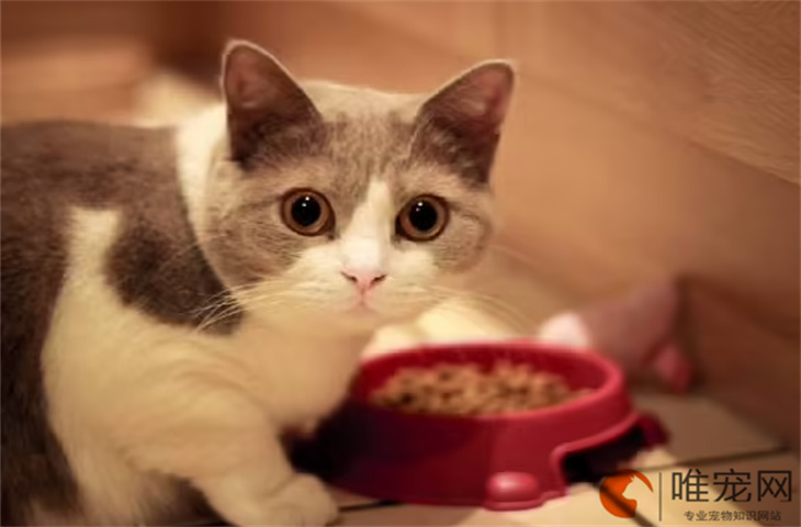 为什么越好的猫粮猫吃得越少