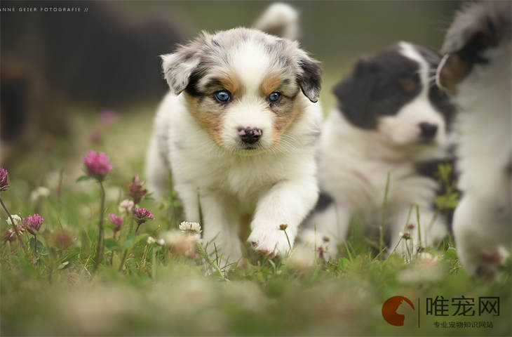 幼犬排便有白色细长的虫子是什么原因 如何处理