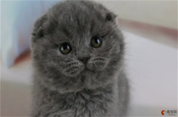 英短蓝猫幼崽多少钱一只 一生只认一个主人吗