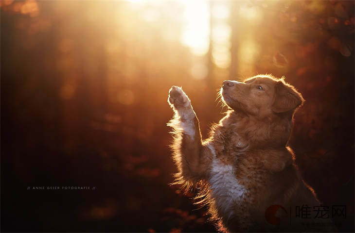 狗狗拉痢疾吃什么药好得快 会自愈吗 狗狗拉痢疾吃什么药好得快 会自愈吗