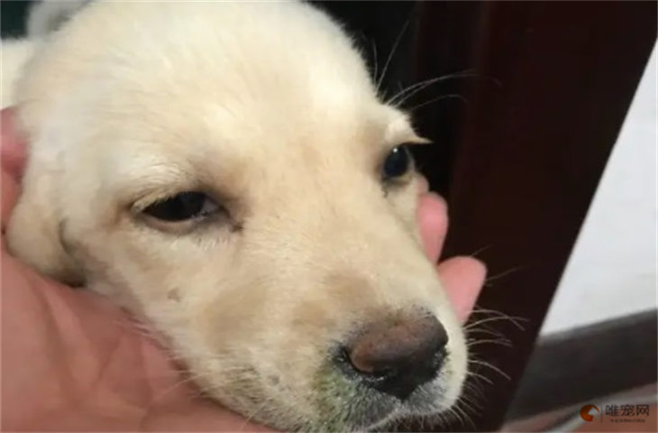 幼犬吃了异物能拉出来吗 怎么让它排出 幼犬吃了异物能拉出来吗 怎么让它排出
