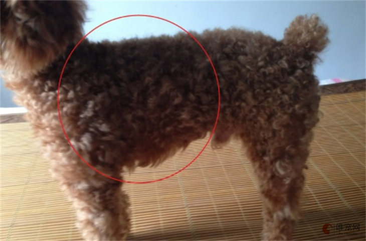 狗肚子后面两侧扁了是为什么 是太瘦了吗 狗肚子后面两侧扁了是为什么 是太瘦了吗