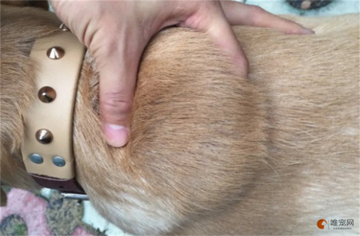 狗的后脖颈摸着有个大包怎么办 能自愈吗 狗的后脖颈摸着有个大包怎么办 能自愈吗