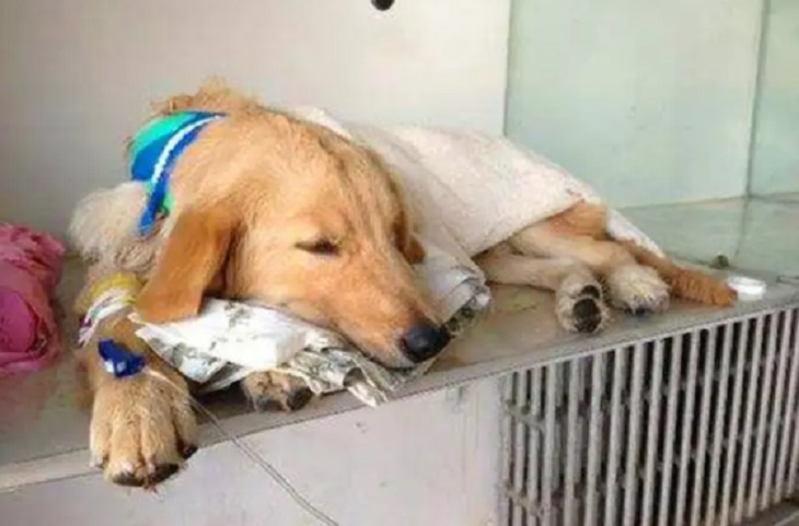 狗狗生病了快死的征兆 临死前的表现有哪些 狗狗生病了快死的征兆 临死前的表现有哪些