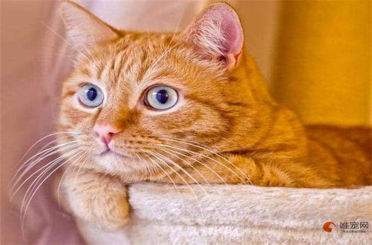 蓝眼睛的猫多少钱一只 有哪些品种