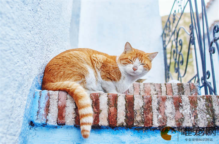 驱虫药外用猫舔了会不会有事