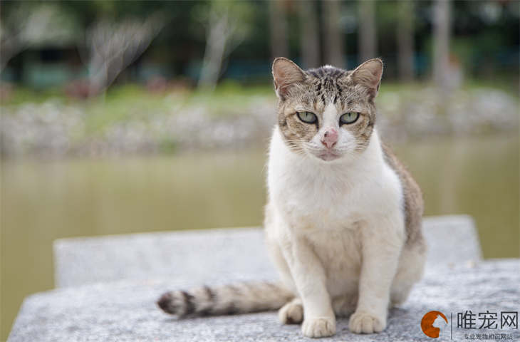 猫尾巴尖带个硬勾咋回事