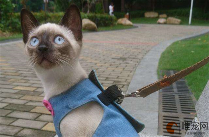 猫咪为什么突然大量掉毛 哪些原因导致的 猫咪为什么突然大量掉毛 哪些原因导致的