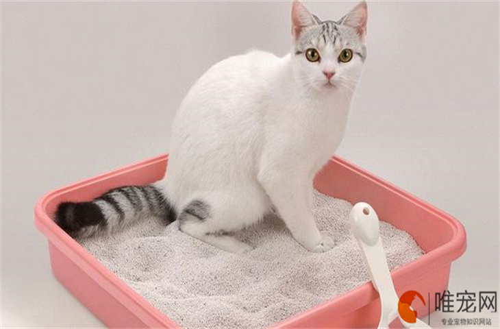 猫咪先宫缩还是先破羊水 宫缩间隔是多久 猫咪先宫缩还是先破羊水 宫缩间隔是多久
