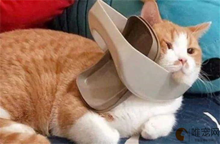 猫咪尾巴毛蓬松起来了什么原因 有哪些含义 猫咪尾巴毛蓬松起来了什么原因 有哪些含义