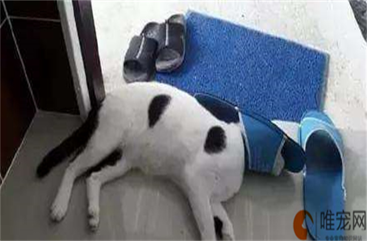 猫咪为什么喜欢假咬主人 什么原因导致的 猫咪为什么喜欢假咬主人 什么原因导致的