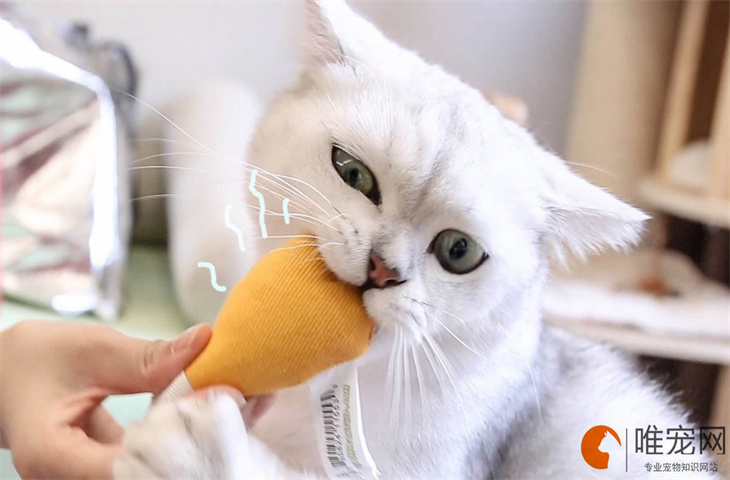 猫咪眼球最外层破了能恢复吗 如何处理 猫咪眼球最外层破了能恢复吗 如何处理
