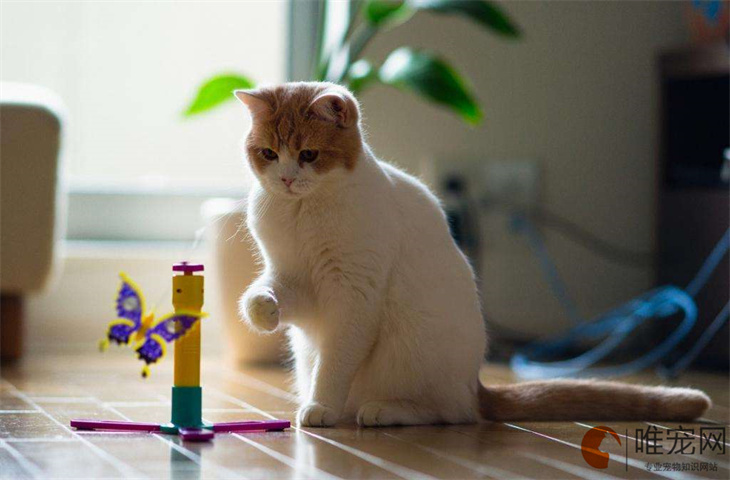 短尾猫为什么不吉利 为什么不能养 短尾猫为什么不吉利 为什么不能养