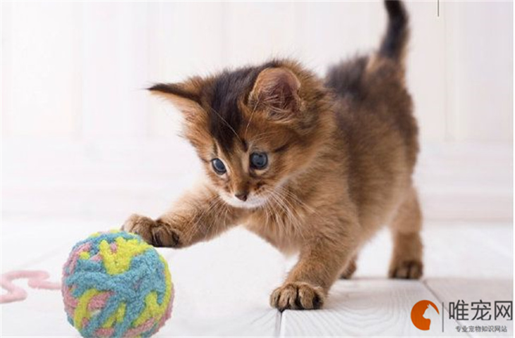猫突然舔自己特别频繁什么原因 有寄生虫的表现 猫突然舔自己特别频繁什么原因 有寄生虫的表现