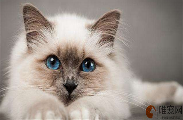 伯曼猫和布偶猫哪个贵 区别是什么
