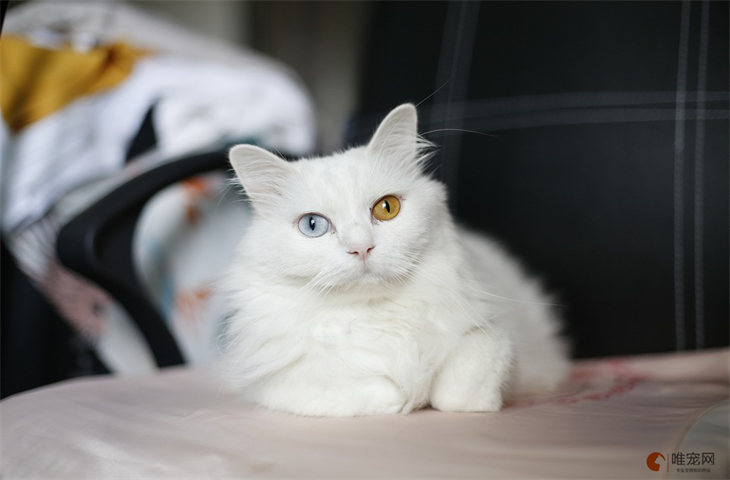 白毛猫有哪些品种 纯白田园猫叫什么