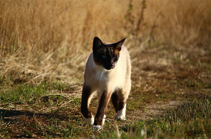 寿命最长的猫有什么 最长寿的猫多少岁