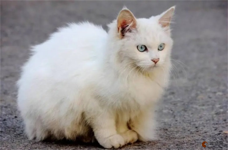 全身白色蓝眼睛的猫是什么猫 是啥品种
