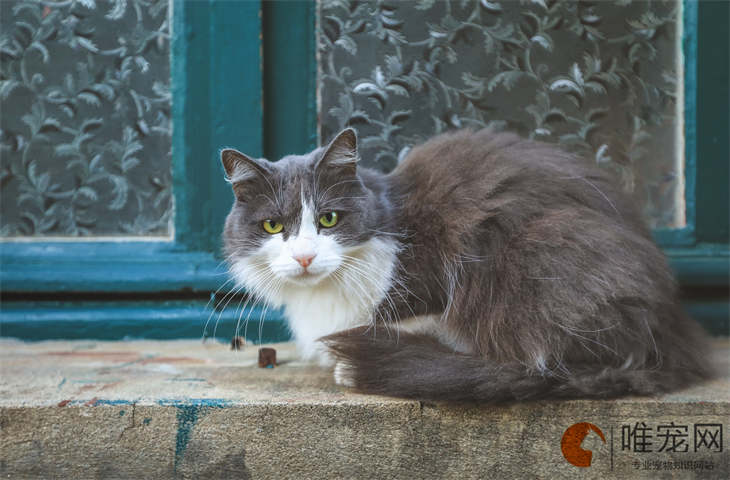 十大最有灵性的猫是什么品种