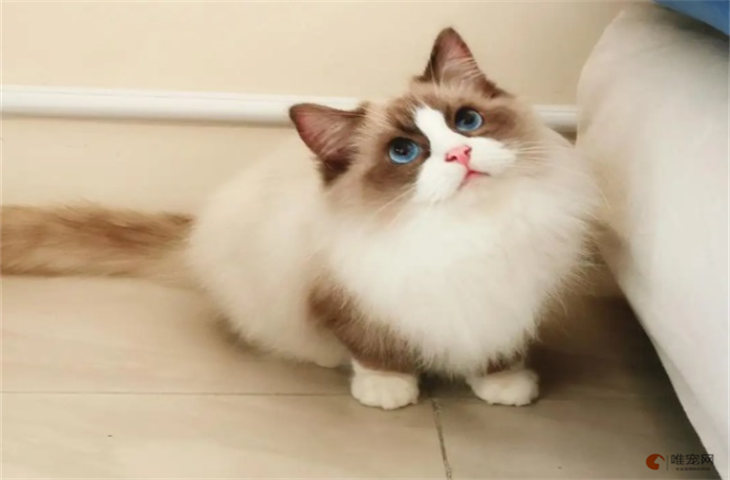 最可爱的猫咪品种 热门漂亮的有哪些