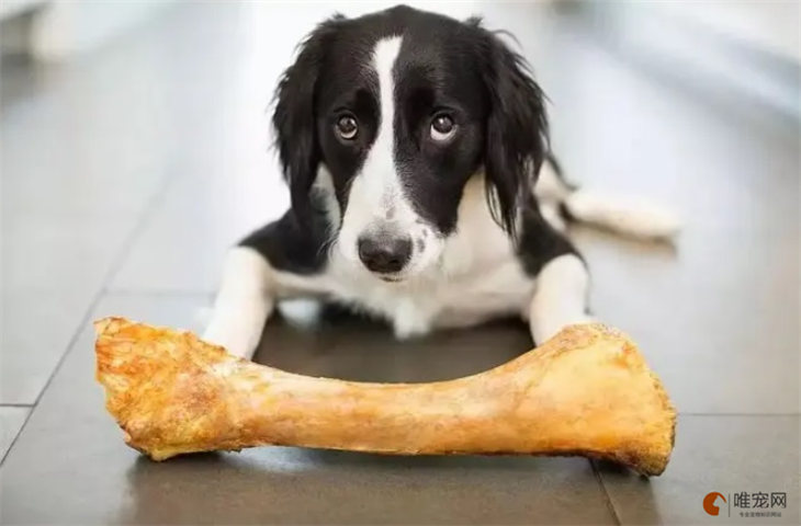 狗狗吃了骨头不消化呕吐怎么办 能自愈吗