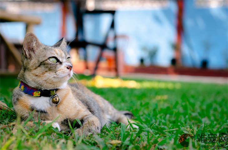 人如何向猫咪表示友好