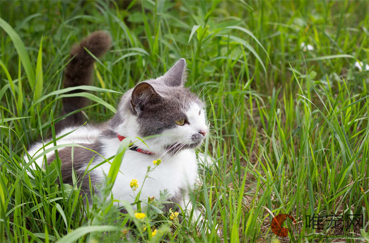 猫藓从最初到发现要多久 有潜伏期吗