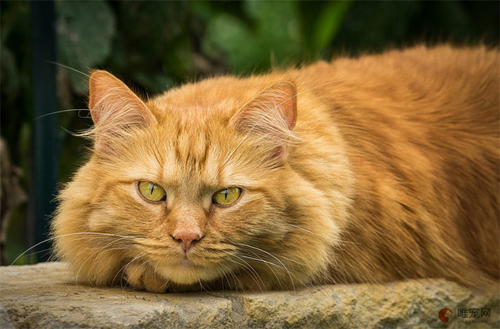 猫是哪个朝代传入中国的 什么时候开始有猫