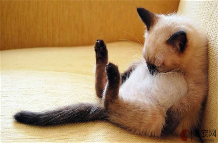 新手养长毛猫还是短毛猫 原因是什么 新手养长毛猫还是短毛猫 原因是什么