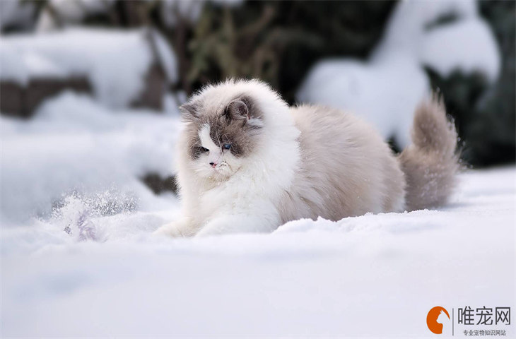 猫在日本的寓意和象征 代表着什么形象 猫在日本的寓意和象征 代表着什么形象