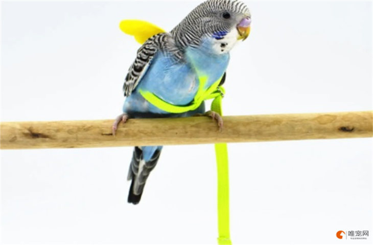 鹦鹉放飞绳用哪种最好 对鸟有影响吗