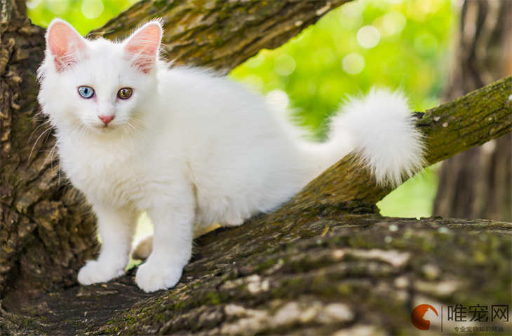 晚上把猫关笼子里放不放猫砂