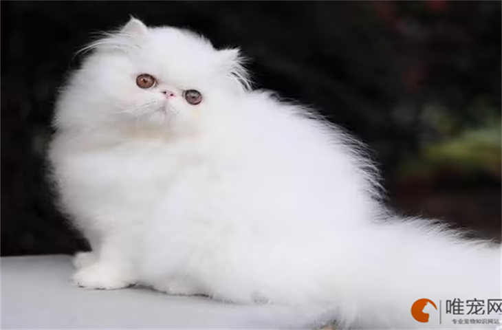 纯白波斯猫价格多少钱一只 什么颜色最贵