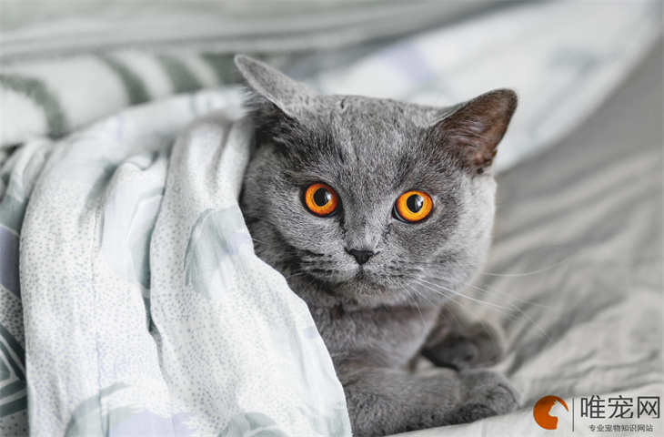 灰色黄眼睛的猫是什么品种