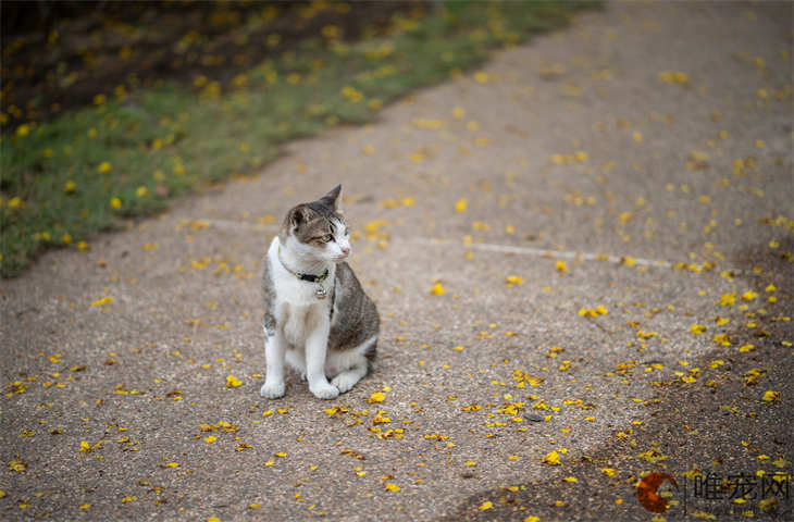 猫的选种方法有哪些