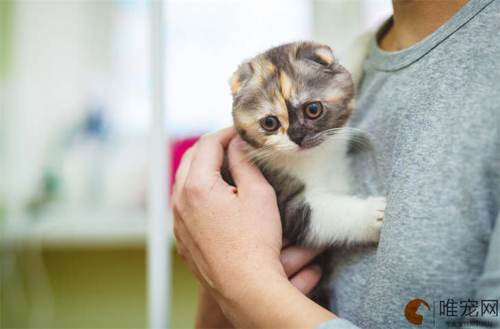 折耳猫能养吗 一般几岁发病