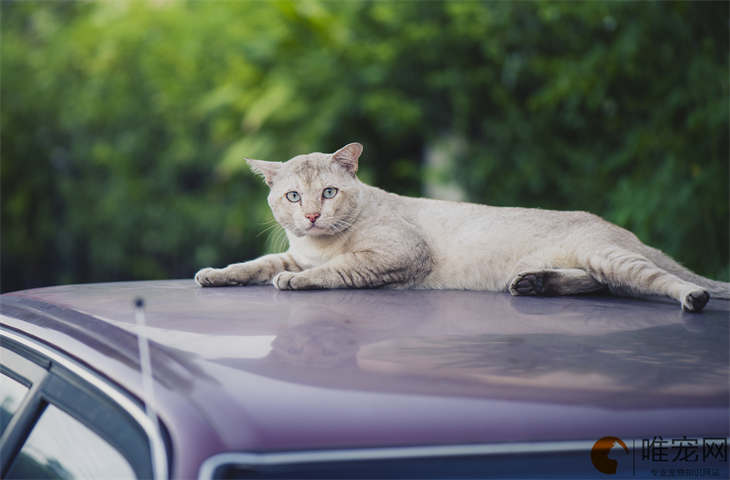 普通家猫能活多少年平均寿命 怎么确定认主人了