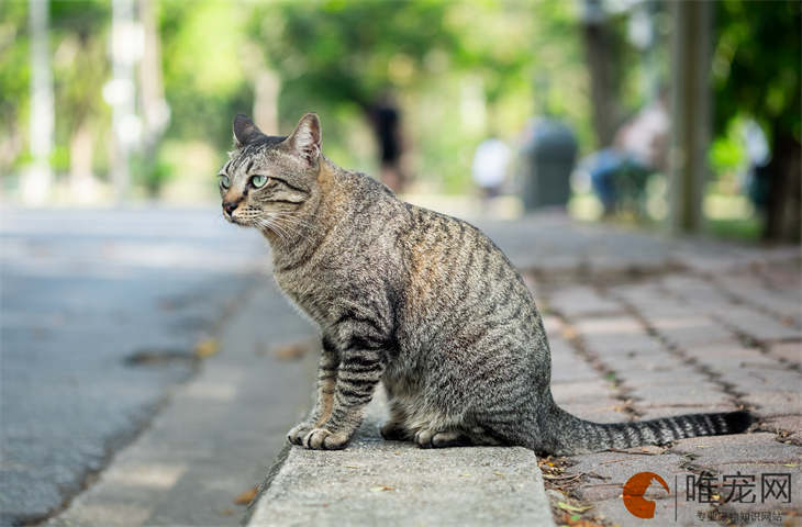 东方猫是田园猫吗