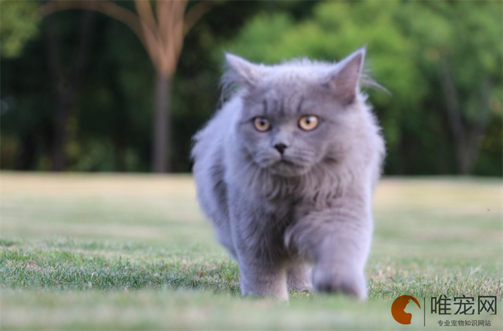 蓝猫可以和人吃一样的饭菜吗 可以吃人类食物吗