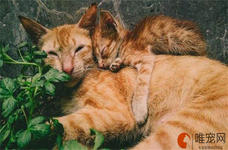 橘猫粘人还是狸花猫粘人 为什么不喜欢养狸花猫