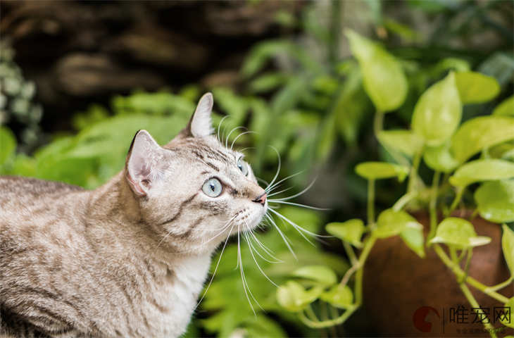 猫咪咬主人脸和嘴代表什么