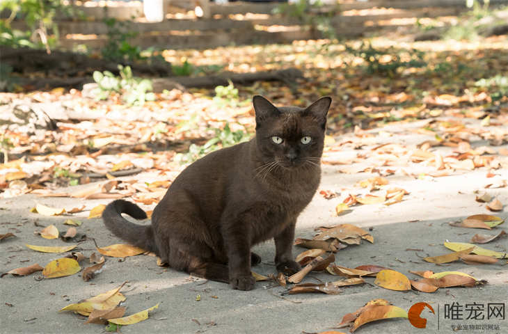 流浪猫耳朵里面黑黑的是什么